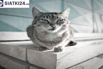 Siatki Lubań - Siatka na balkony dla kota i zabezpieczenie dzieci dla terenów Lubania